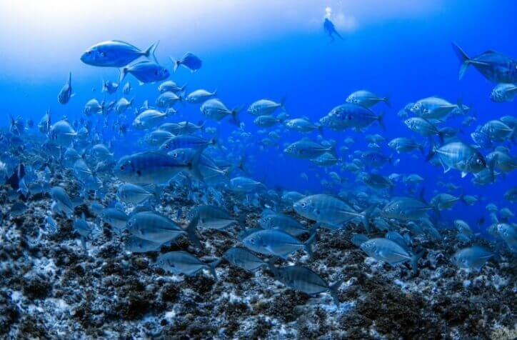 南大東島で見れる水中の写真
