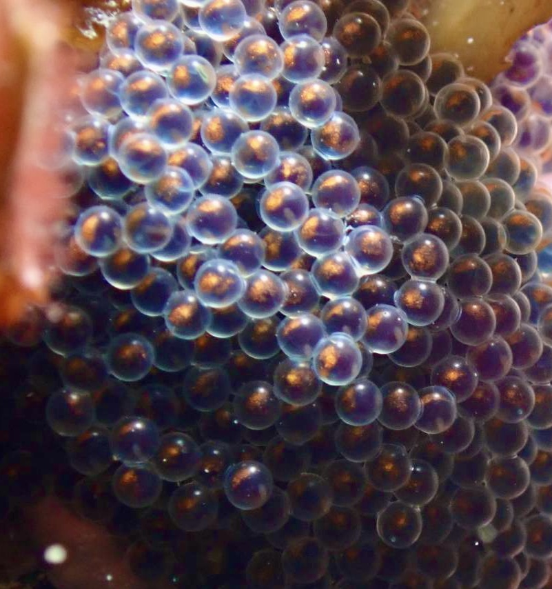 札幌でダイビングライセンス取得｜冬の積丹で楽しむ海と季節の生き物