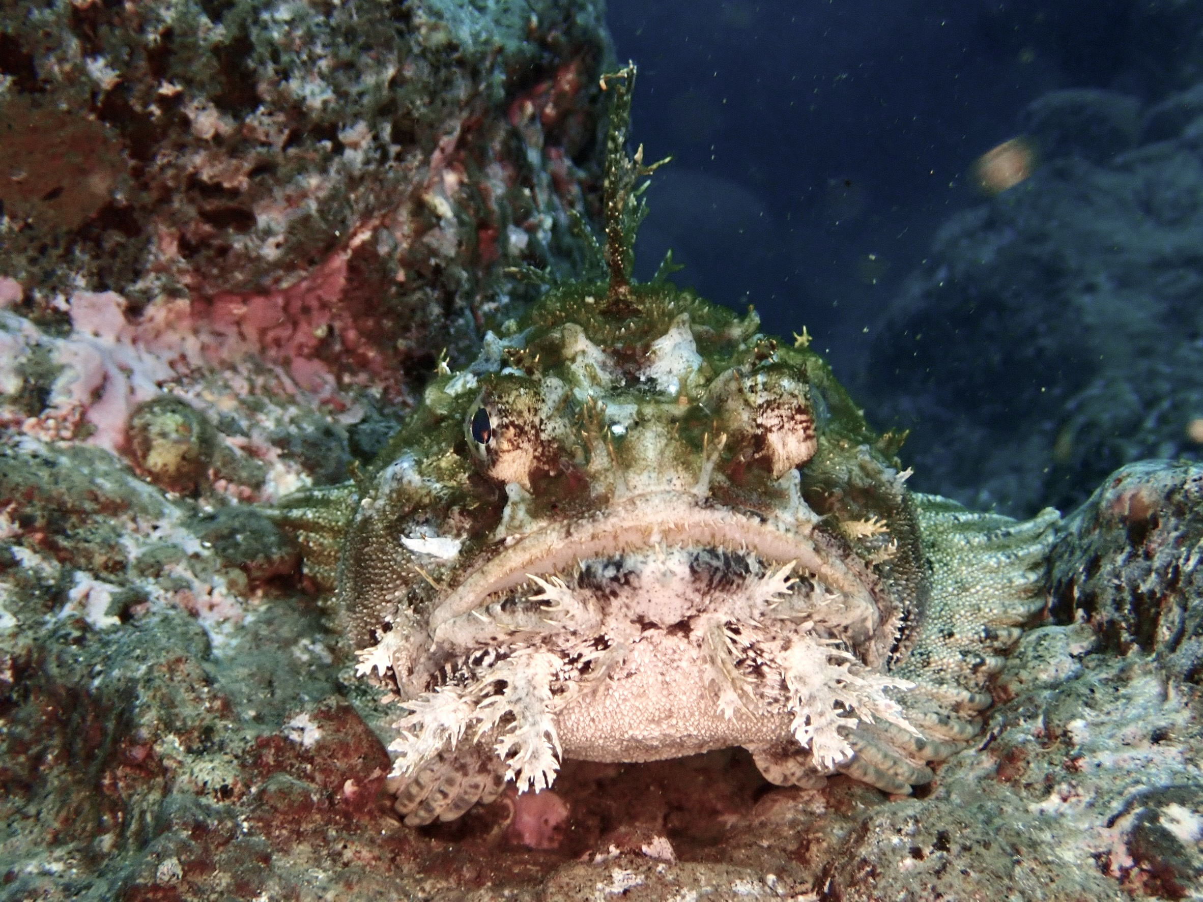 積丹ブルーの冬が始まる！ケムシカジカやミズダコが登場中｜札幌から行ける冬の海ダイビング