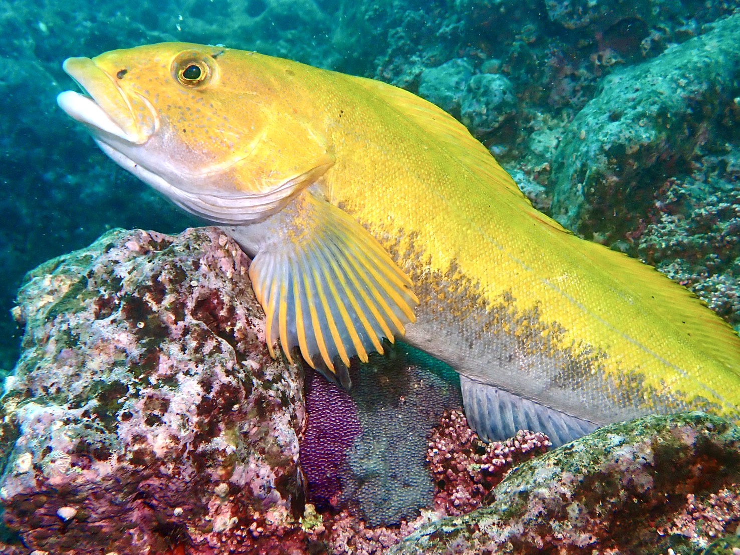 積丹の海、魚たちの生命ドラマが始まる！アイナメ・クジメの産卵観察ダイブ
