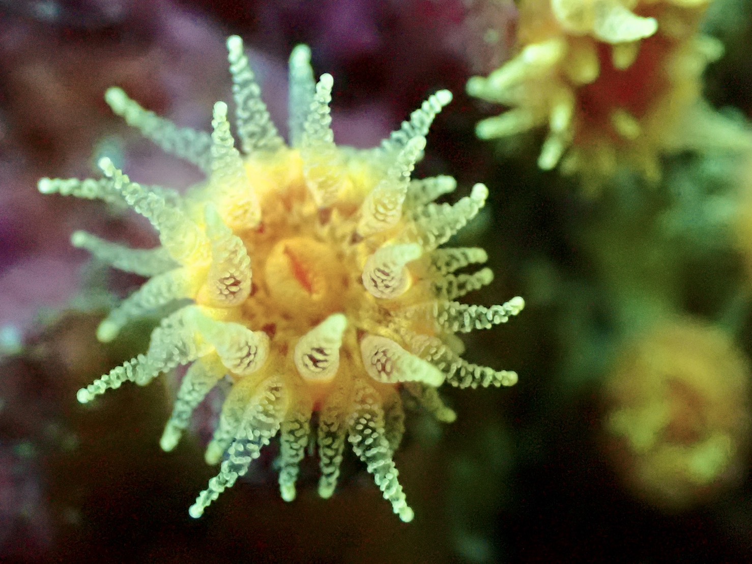 冬の北海道・積丹でダイビングを楽しもう！