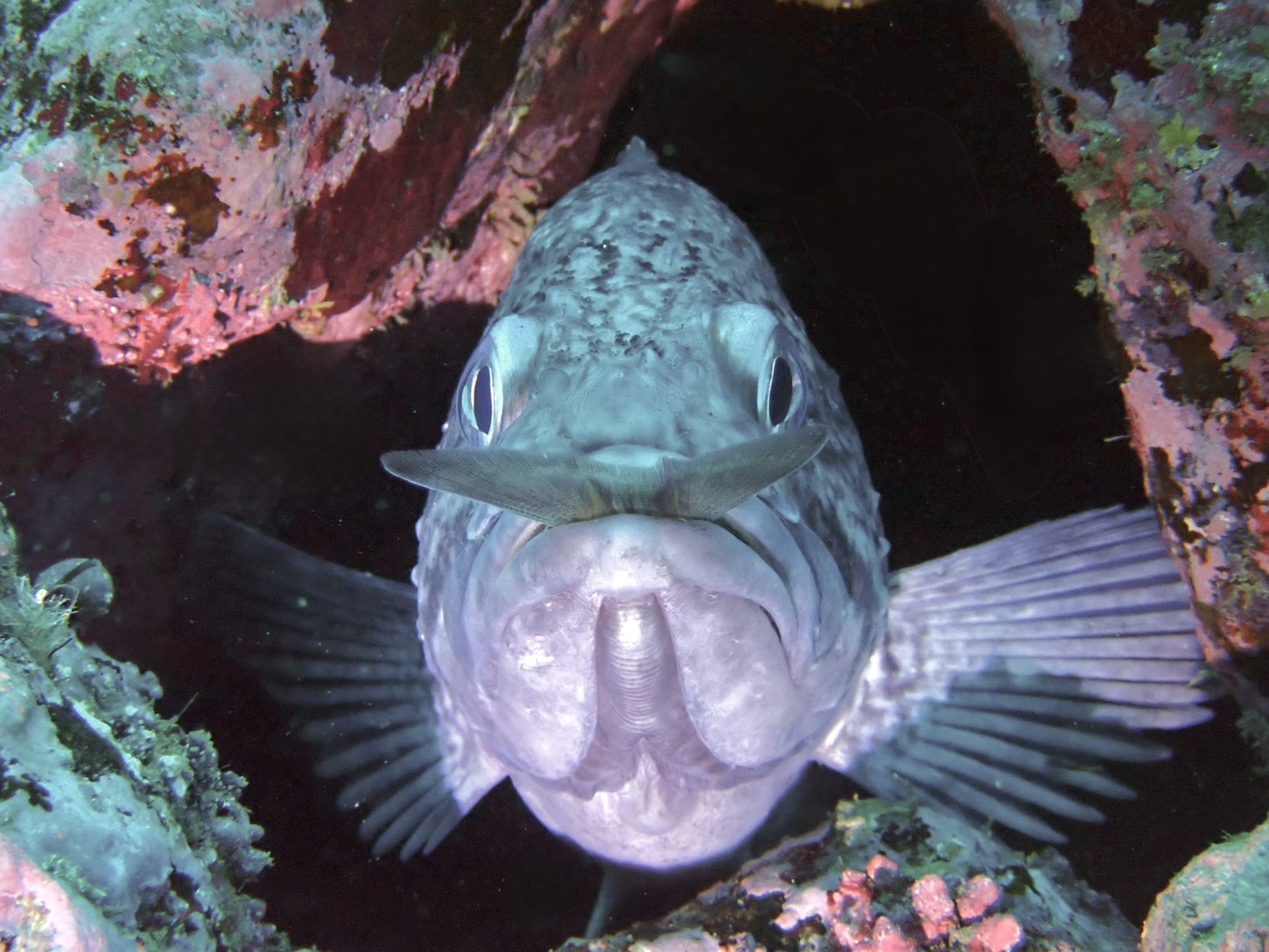 冬の積丹ダイビング｜水温6度でも楽しめる北海道の冬限定ダイビング