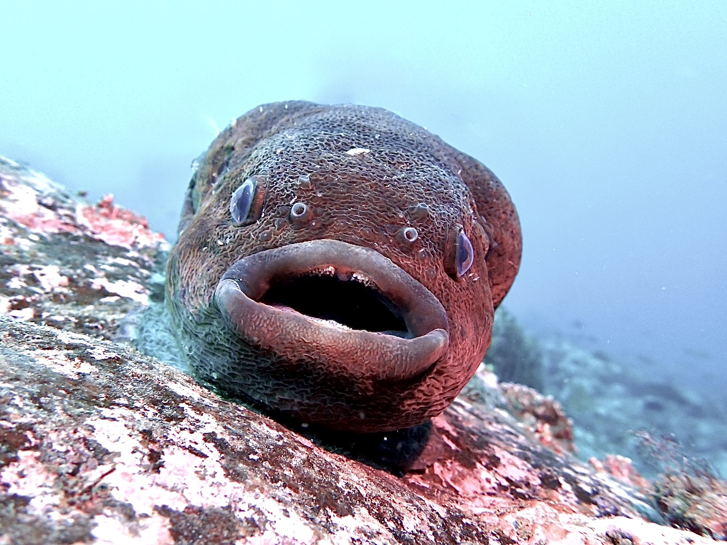 札幌ダイビングサービス｜極寒の積丹・美国で楽しむ冬の北海道ダイビング