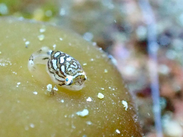 春の積丹ダイビングレポート｜ゴッコの子供たちと穏やかな海