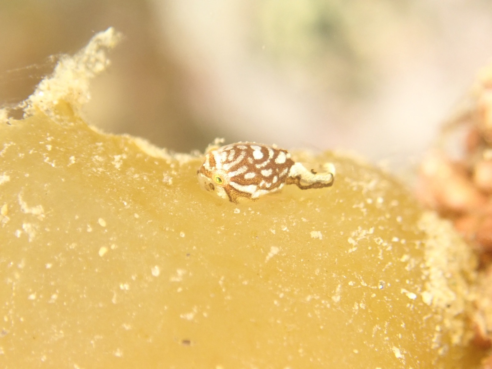 積丹ダイビング｜春濁りとホテイウオ幼魚・トド遭遇レポート