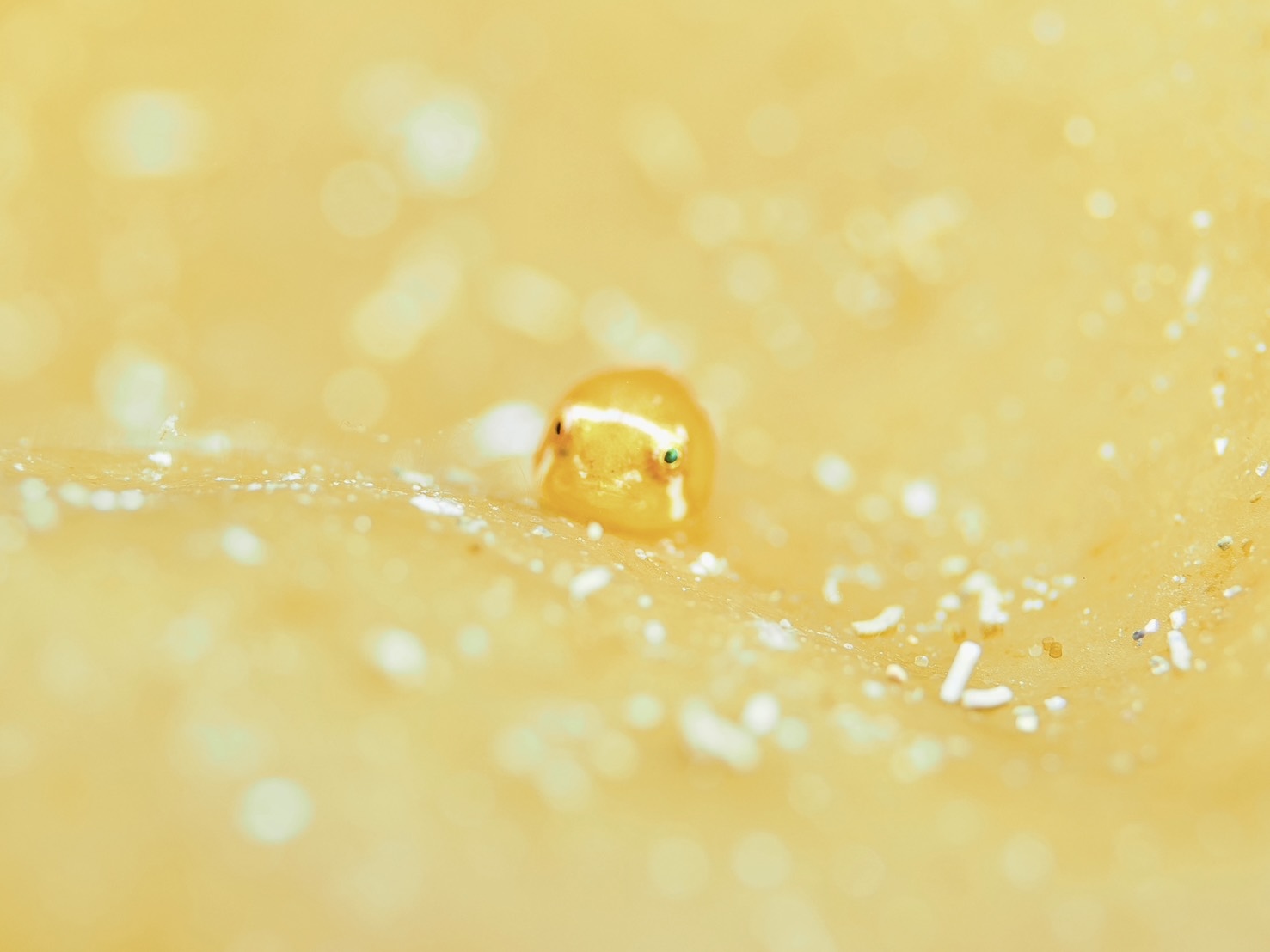 春の積丹・ローソク岩！トド＆ゴッコ祭り開催中！