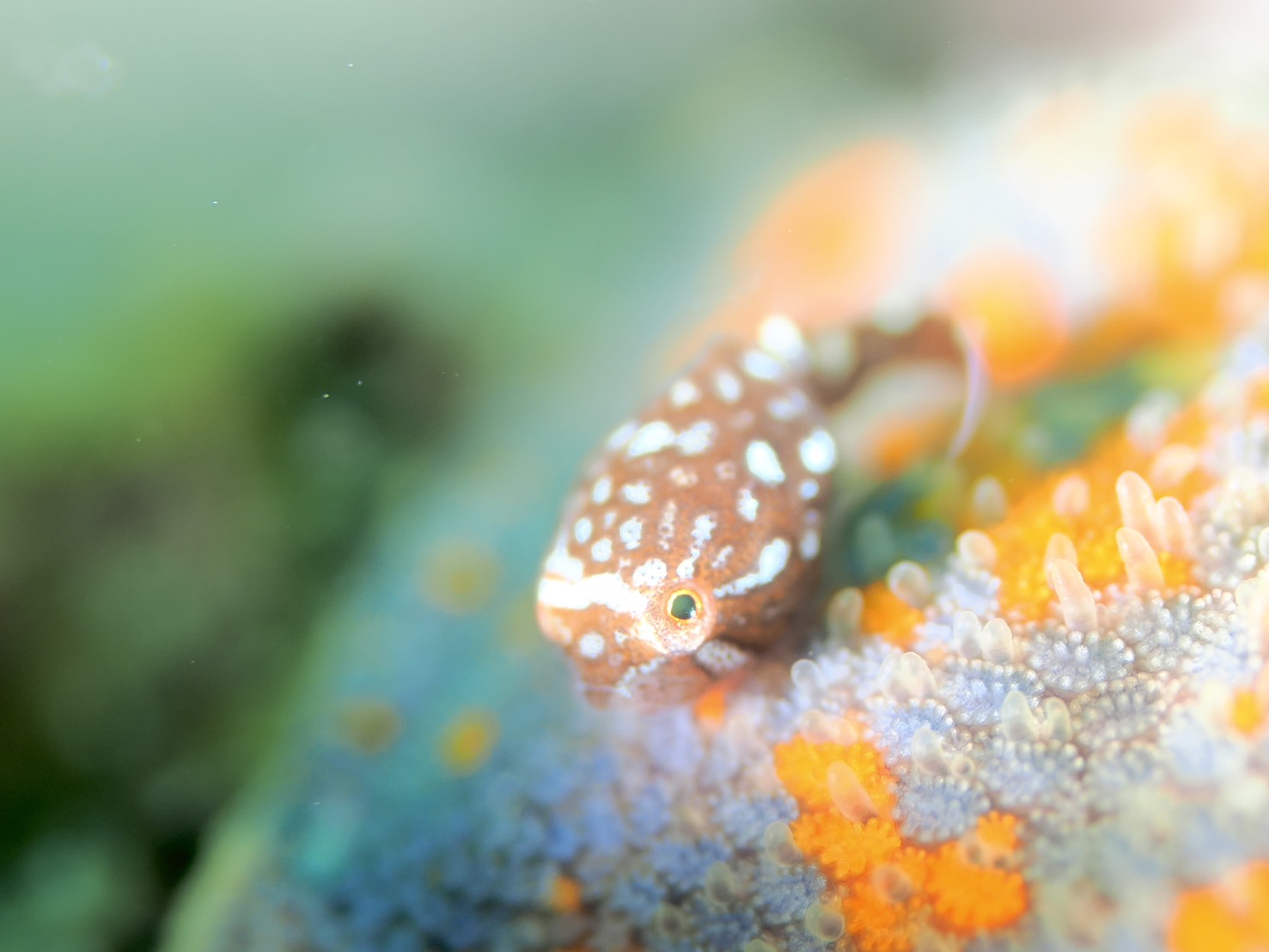 春濁りMAXでも楽しい！積丹ローソク岩でゴッコ＆コウイカダイビング