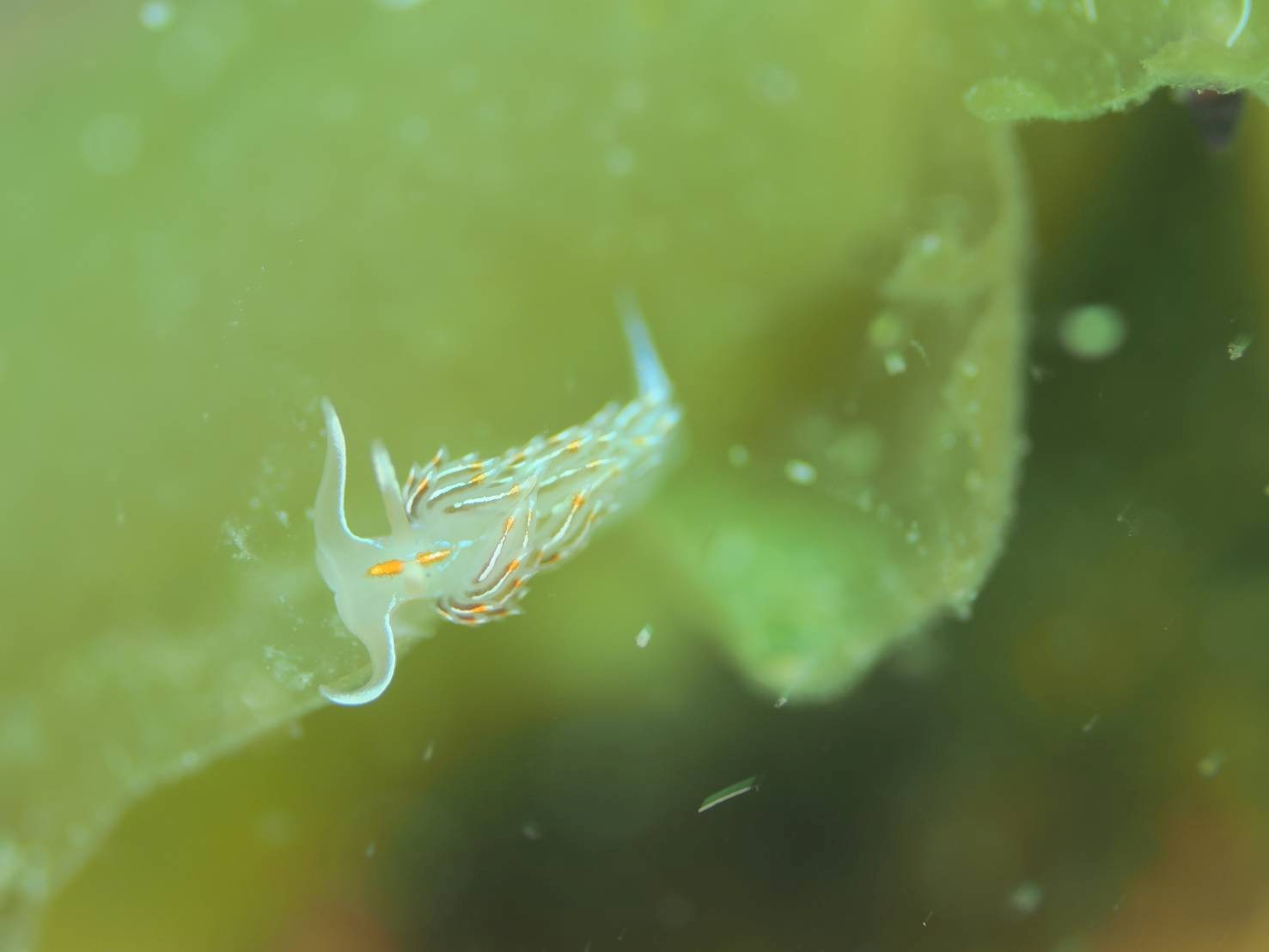 積丹ファンダイビング開催！初めての積丹でも安心｜北海道でダイビングを始めよう