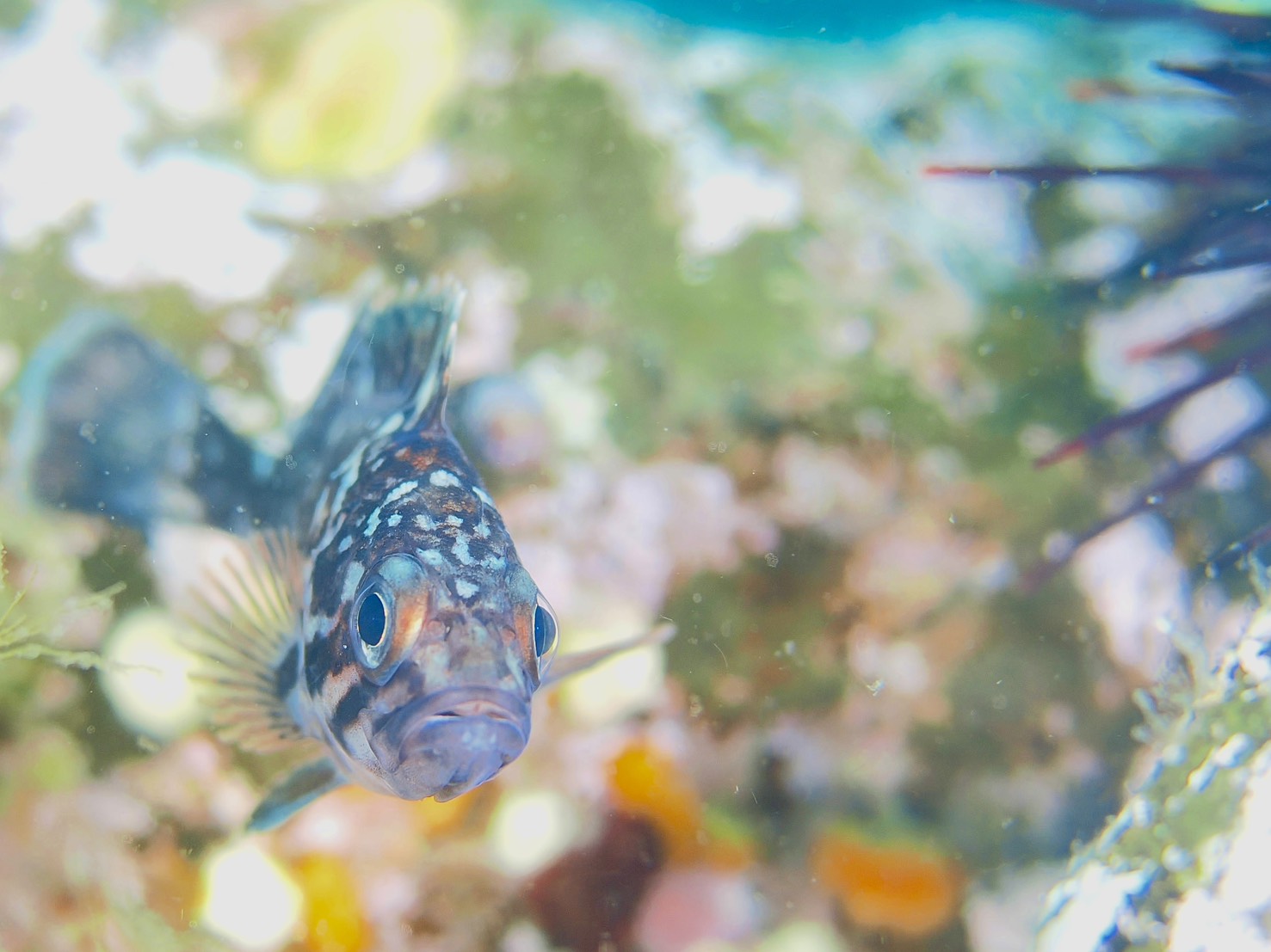 春のダイビングスタート！積丹＆支笏湖で楽しむ水中世界｜無料説明会も受付中