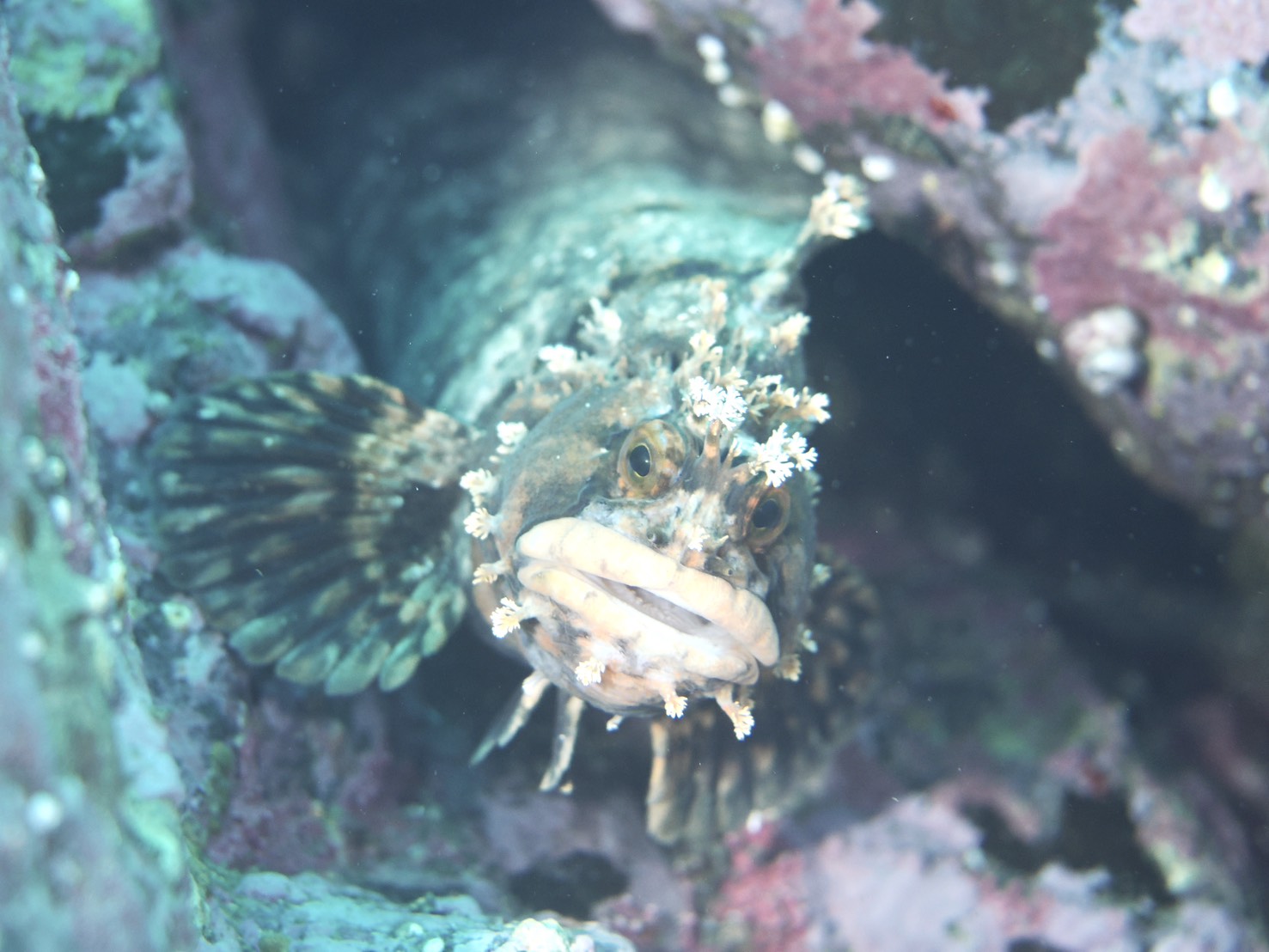 積丹ファンダイビング｜ウミウシと地形を満喫！積丹ブルーが広がる北海道の海