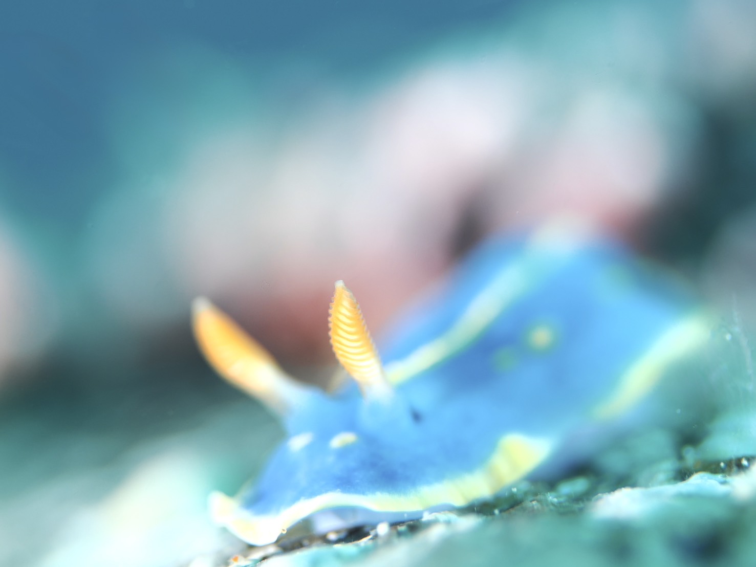 そろそろ海へ行きませんか？積丹ブルーで楽しむ夏のダイビング