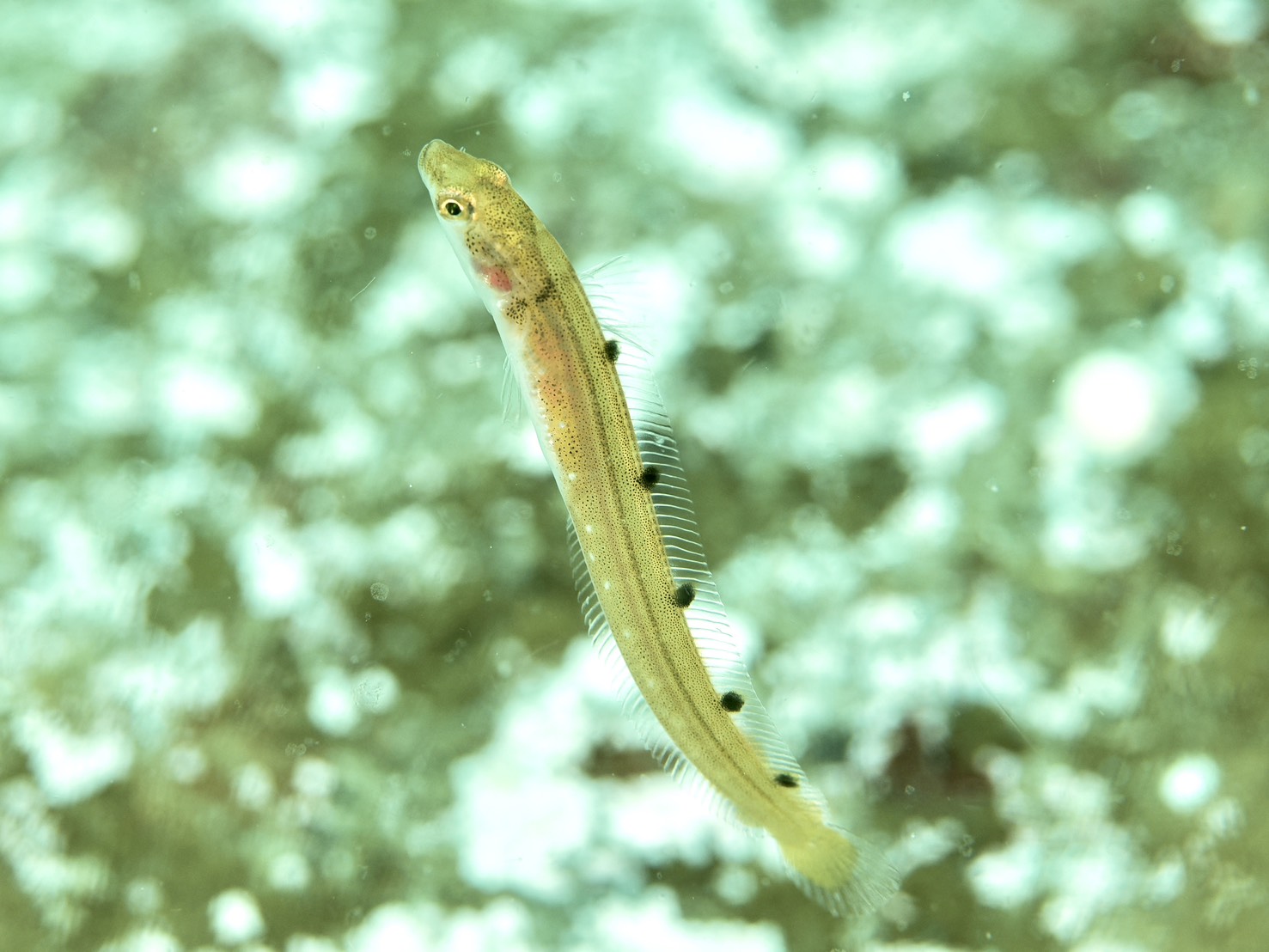 広島からリピーターゲスト来店！平日のんびり積丹ダイビングで北海道ならではの魚たちに感動
